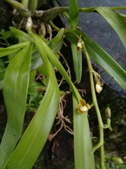 Prosthechea ochracea