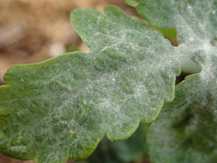 Erysiphe macleayae