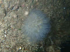 Clavelina oblonga