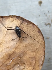 Trepobates subnitidus