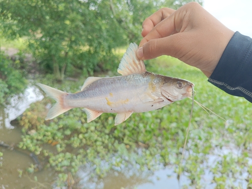 Capaz catfish (Pimelodus grosskopfii) — Pimelodidae