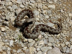 Vipera ammodytes