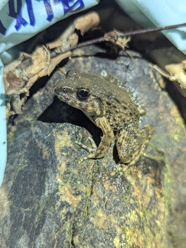 Imienpo Station frog