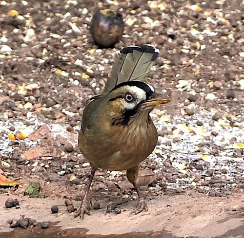 Moustached Laughingthrush (Ianthocincla cineracea), photo 3