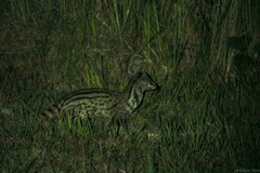 Viverricula indica
