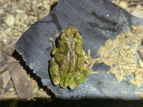 Japanese Tree Frog