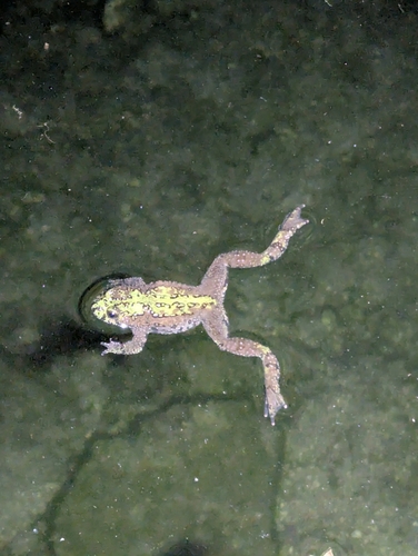 Oriental Fire-bellied Toad