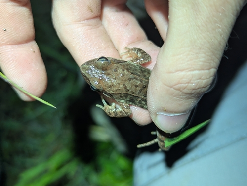 Dybowski's Frog