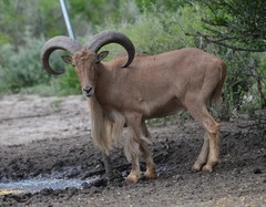 Barbary Sheep photo 5