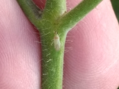 Engytatus modestus