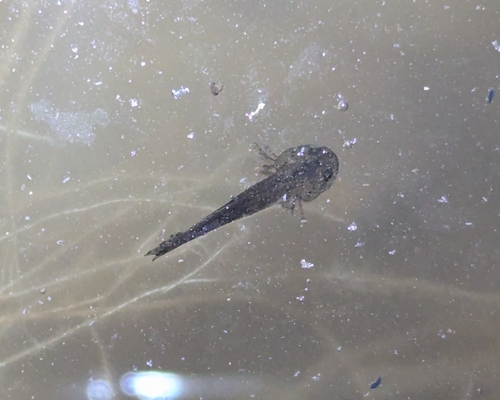 Gensan Salamander