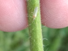 Engytatus modestus