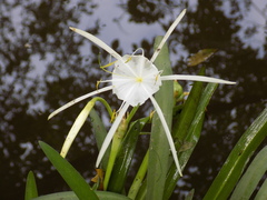 Hymenocallis crassifolia