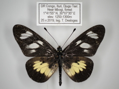 Acraea ntebiae