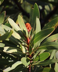 Protea rubropilosa