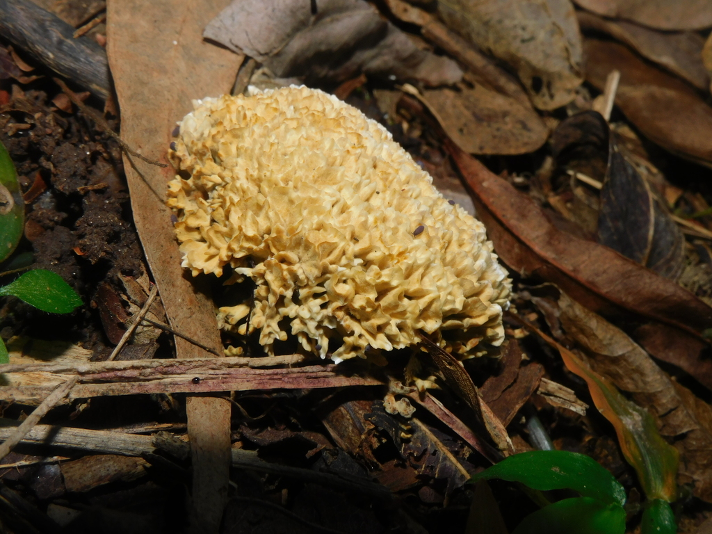 Irpex rosettiformis · April 2025 · photo: © ana_ads (iNaturalist, cc-by)