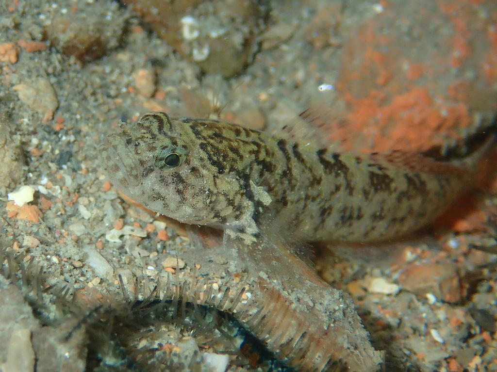 Zebra Goby