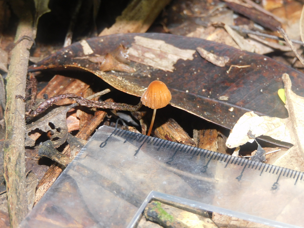 Marasmius siccus · April 2025 · photo: © ana_ads (iNaturalist, cc-by)