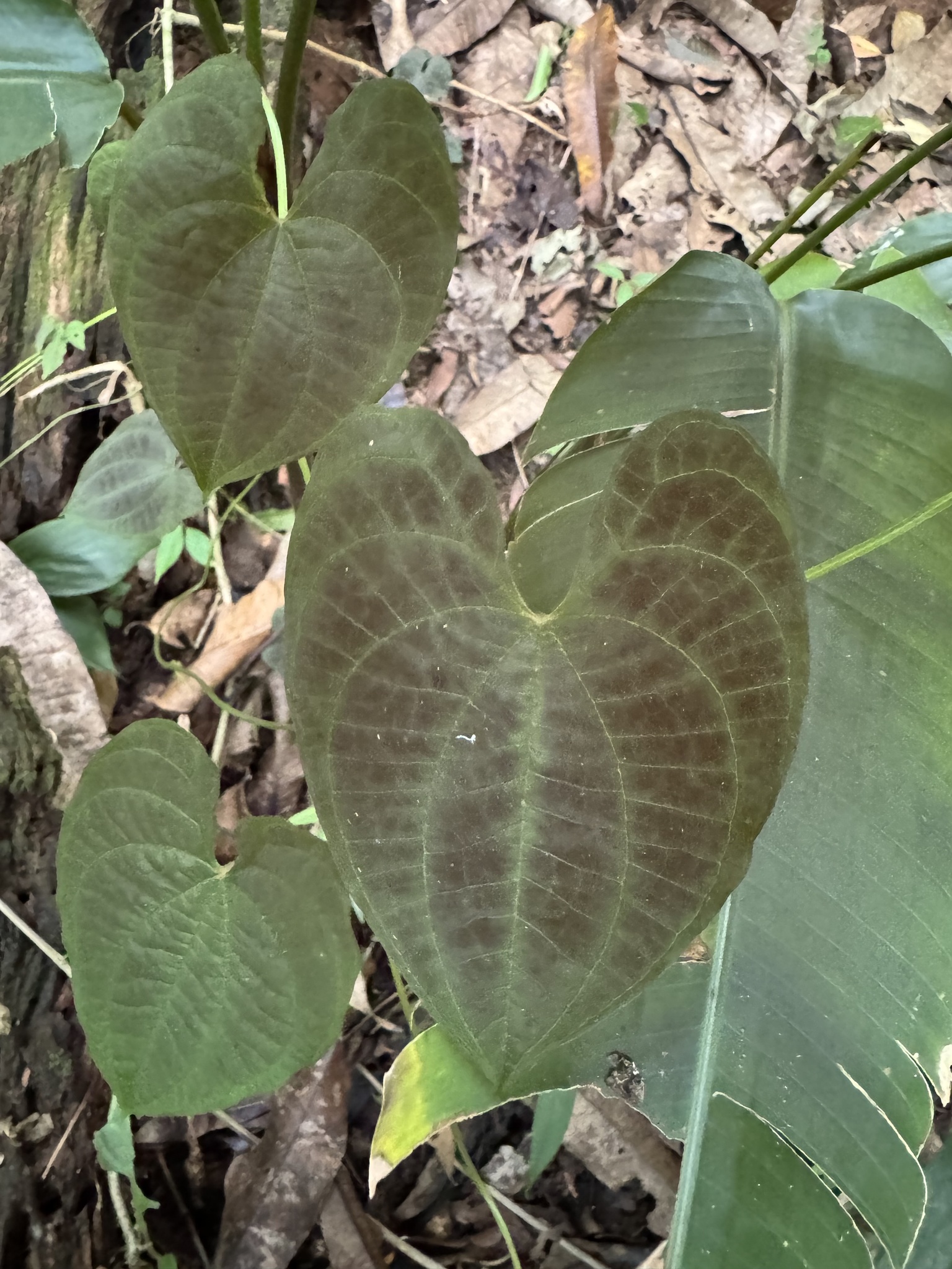 Dioscorea dodecaneura