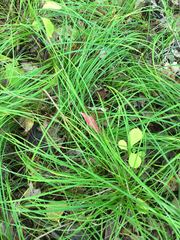 Carex pensylvanica