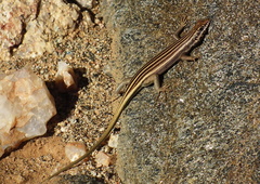 Trachylepis sulcata