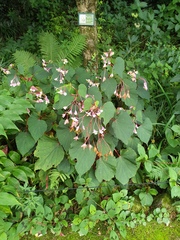 Begonia grandis