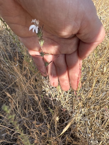 spiked western rosinweed (Calycadenia spicata)