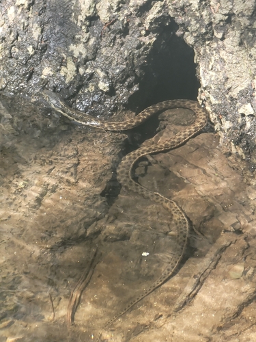 iNaturalist observation photo of Sierra Garter Snake