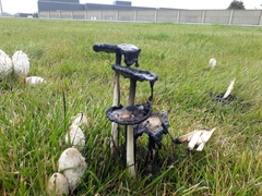 Coprinus comatus