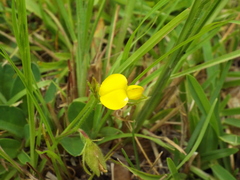Crotalaria rotundifolia
