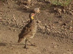 Pternistis leucoscepus