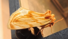 Cirrhophanus triangulifer