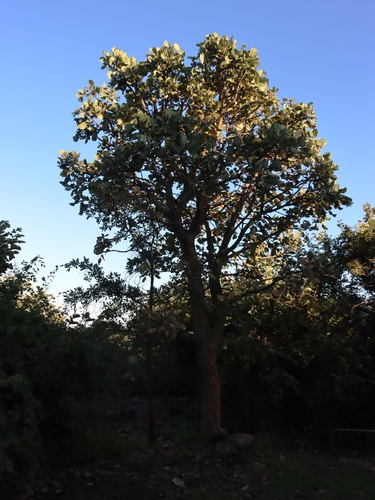 Erythrina latissima, photograph 5