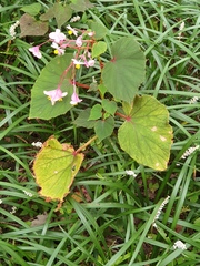 Begonia grandis