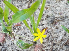 Hypoxis hirsuta