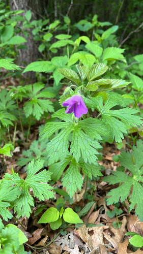 Cranesbill