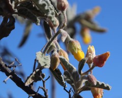 Hermannia disermifolia