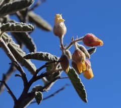 Hermannia disermifolia