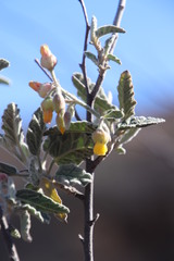 Hermannia disermifolia
