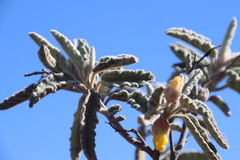 Hermannia disermifolia