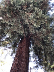 Sequoia sempervirens