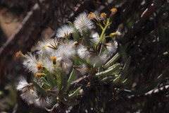 Senecio sarcoides