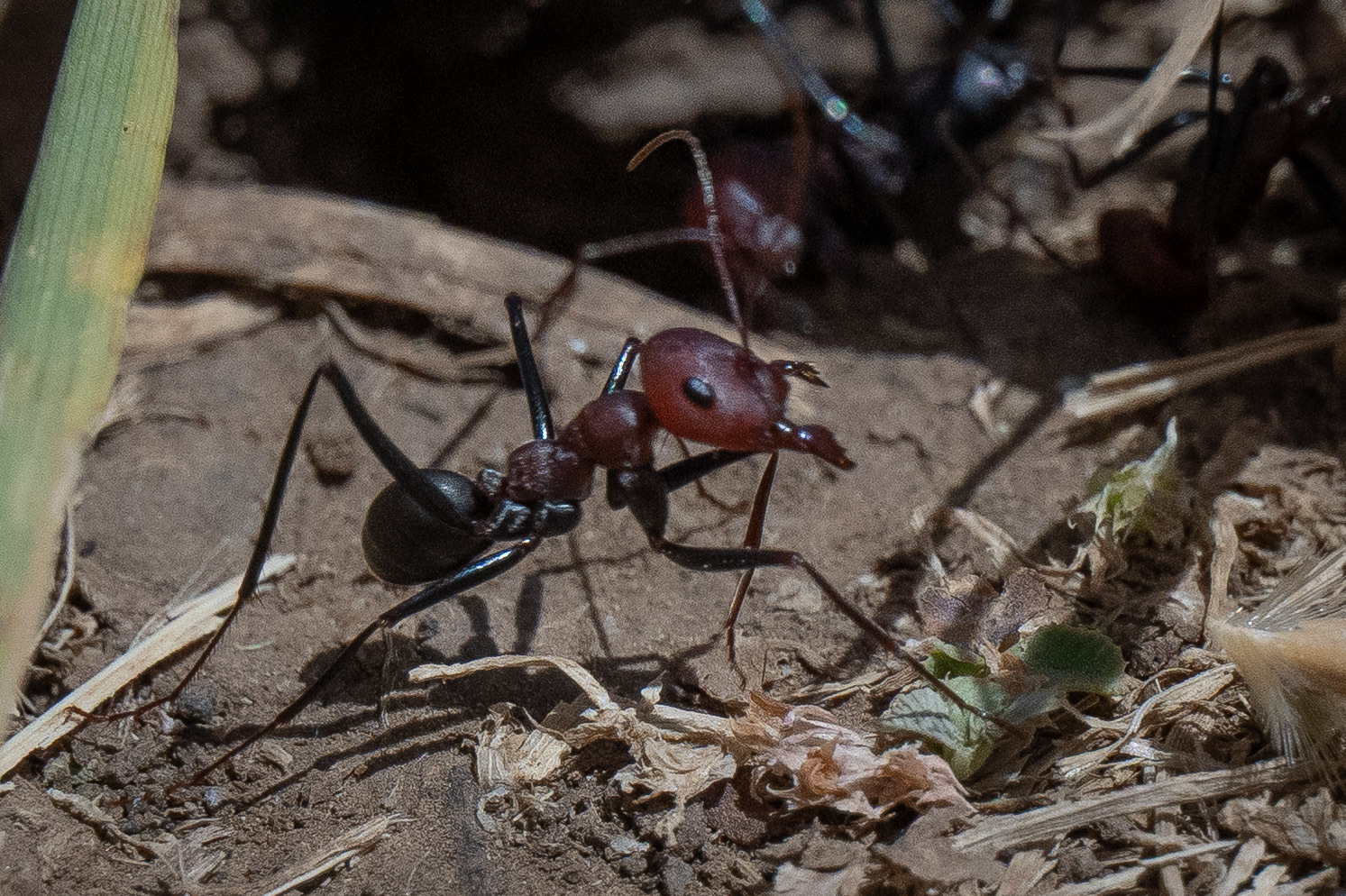 Cataglyphis altisquamis