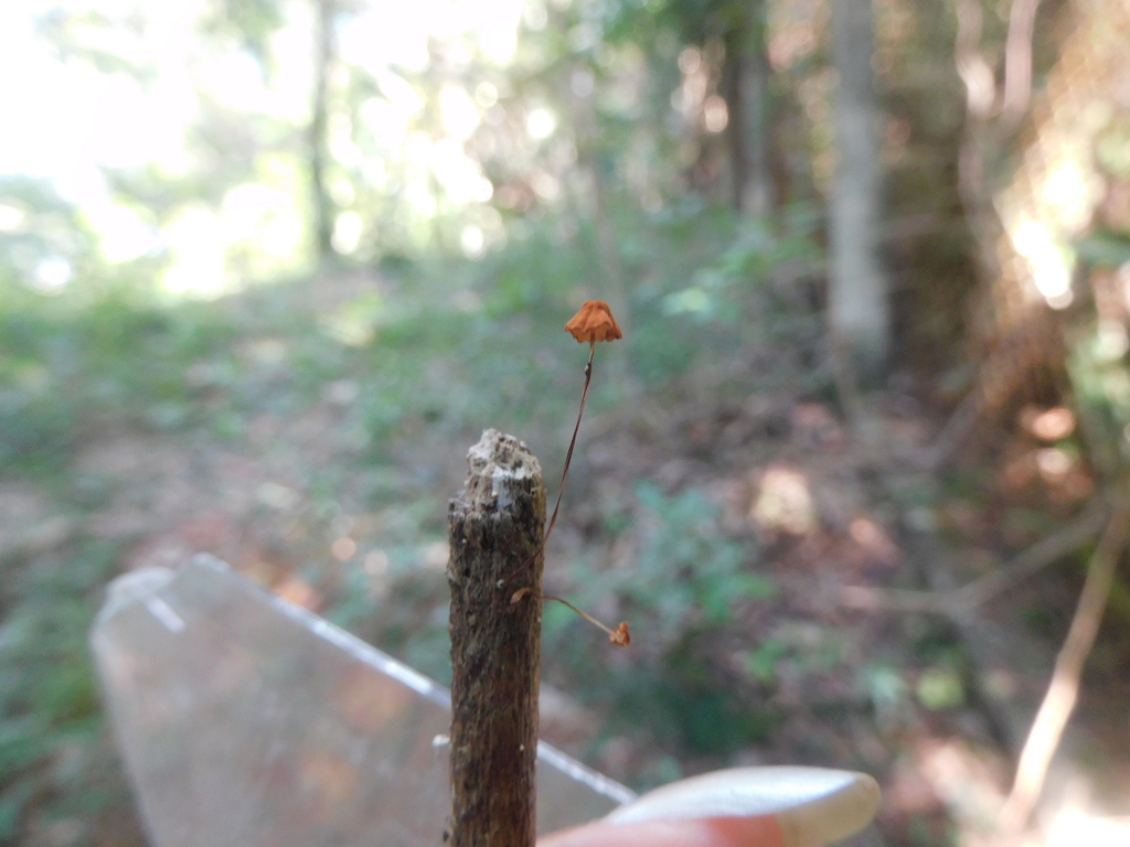 Marasmius siccus · May 2025 · photo: © ana_ads (iNaturalist, cc-by)