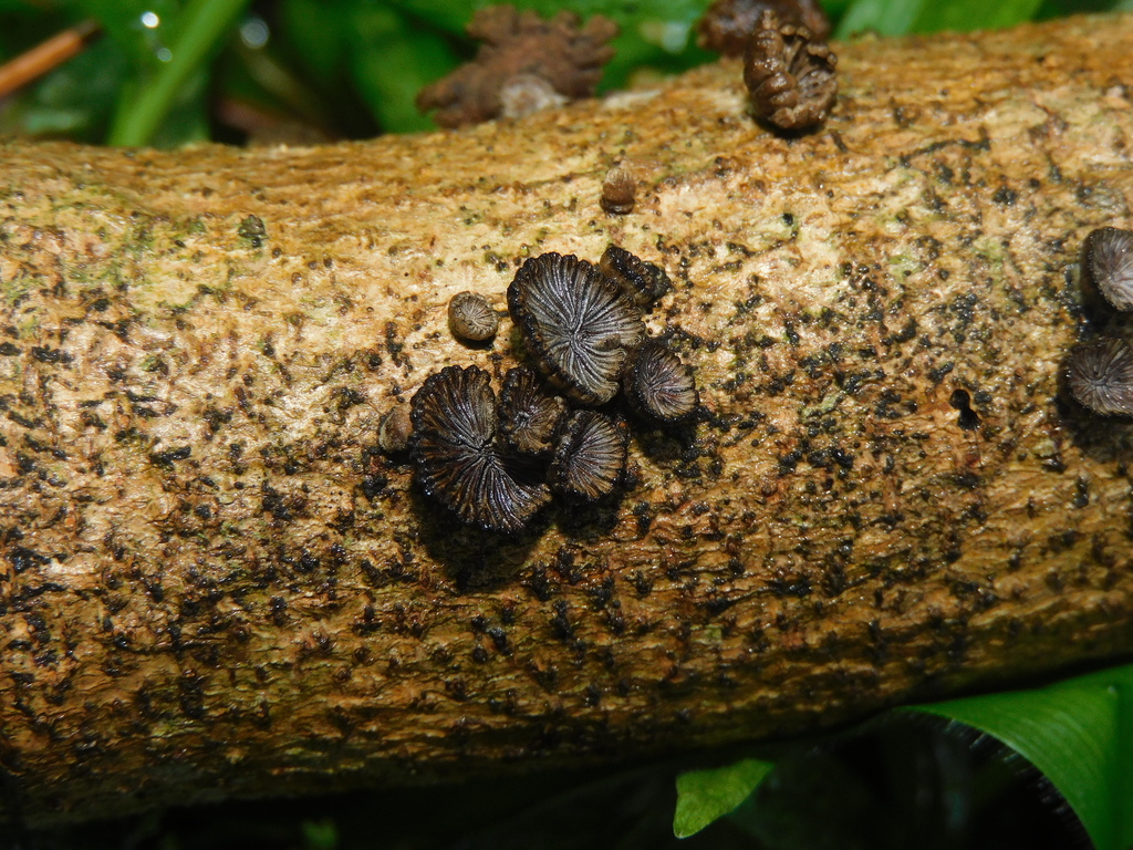 Schizophyllum umbrinum · May 2025 · photo: © ana_ads (iNaturalist, cc-by)