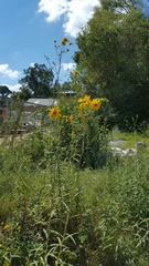 Helianthus simulans