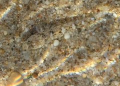 Pomatoschistus marmoratus