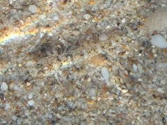 Pomatoschistus marmoratus