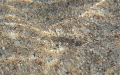 Pomatoschistus marmoratus