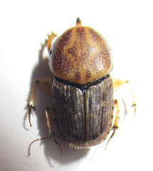 Euoniticellus intermedius